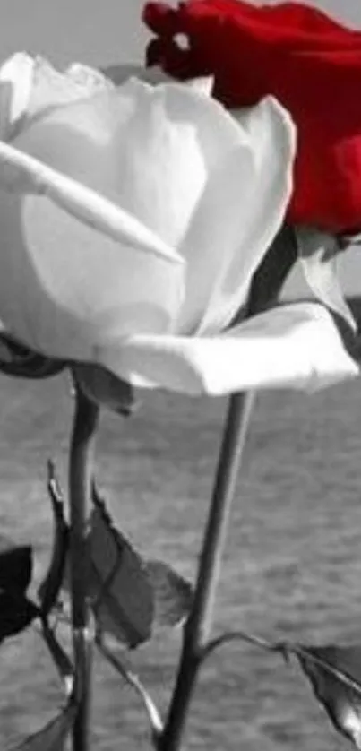 Red and white roses on a grayscale background.