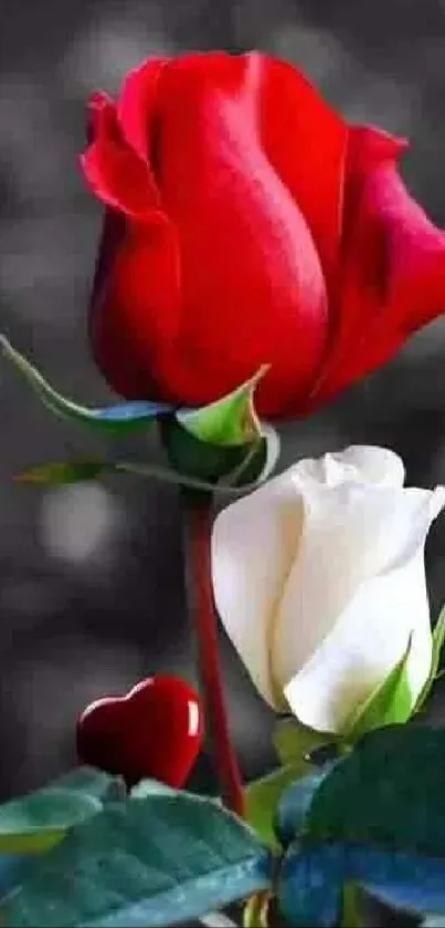 Red and white roses with green leaves on a soft background.