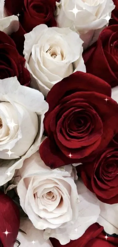 Red and white roses close-up wallpaper.