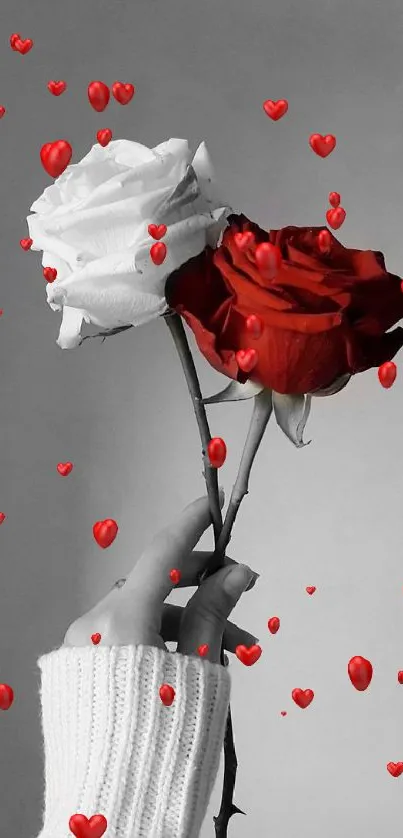 Hand holding red and white roses with a gray background.