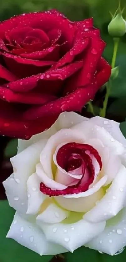 Elegant red and white roses with dew drops against a green background.