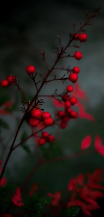 Elegant mobile wallpaper with red berries and dark branches.