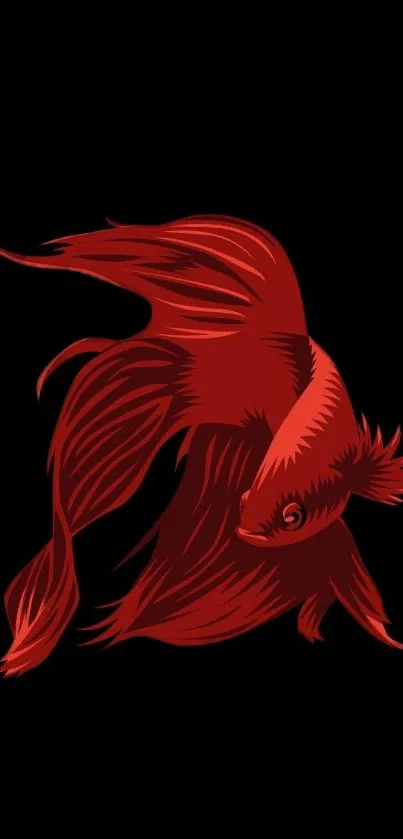 Red betta fish on a black background, perfect for mobile wallpaper.