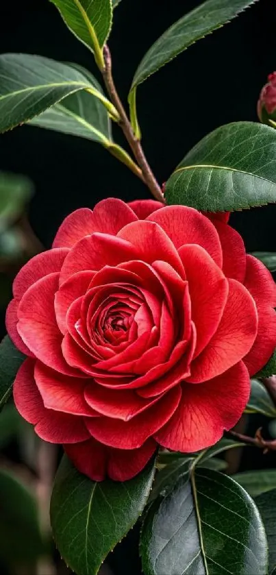 A vibrant red camellia flower with green leaves.