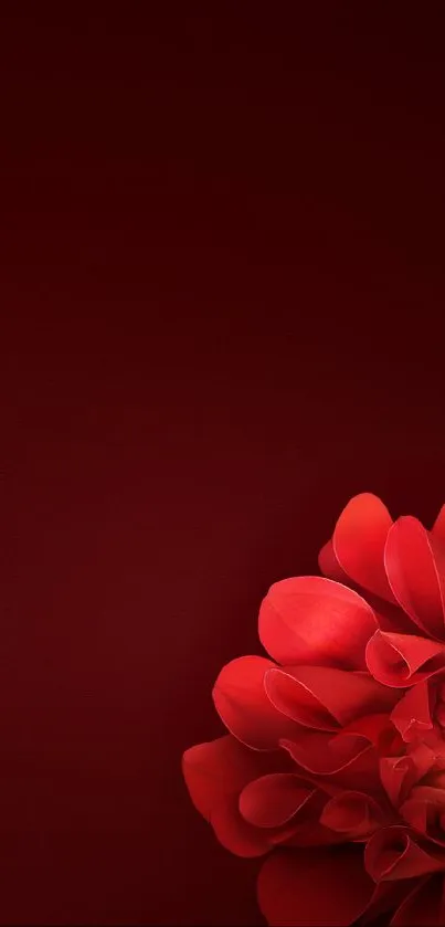 Elegant red flower on a dark background wallpaper for mobile phones.