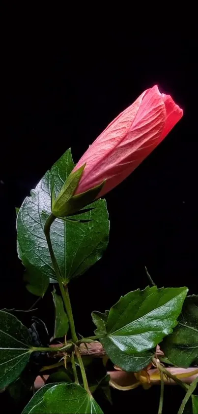 Elegant red blossom and lush leaves on a dark background.