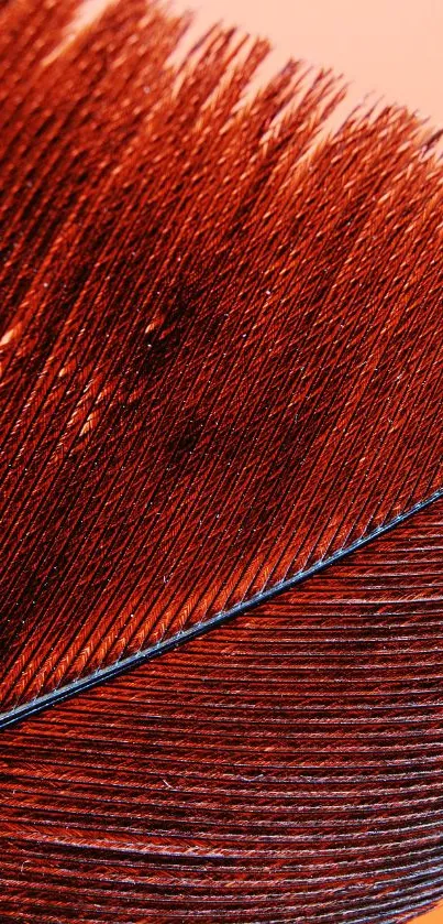 Close-up of a red feather with intricate details and rich texture.