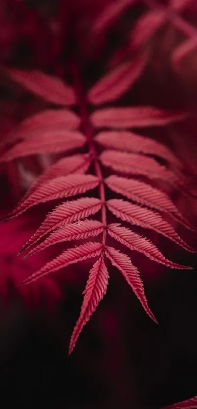 Elegant crimson fern leaf wallpaper for mobile phone background.