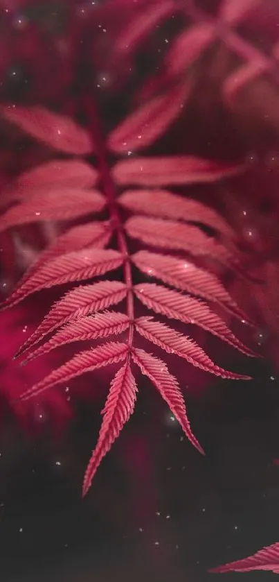 Elegant mobile wallpaper of red fern leaves with intricate patterns.