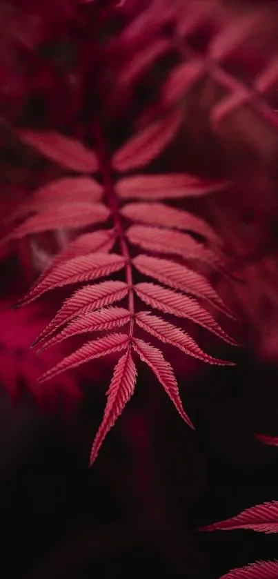 Elegant red fern leaves create a lush, nature-inspired mobile wallpaper.