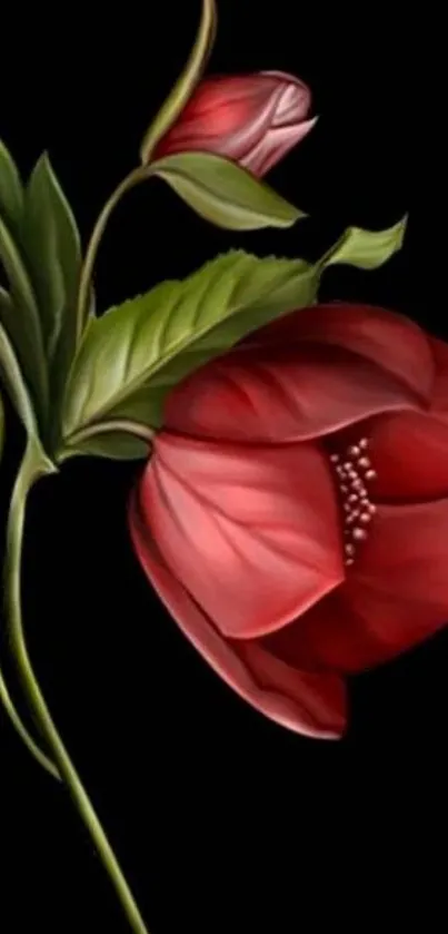 Elegant red flower on dark mobile wallpaper.