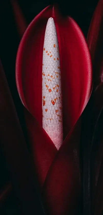 Close-up of a red flower with deep petals.