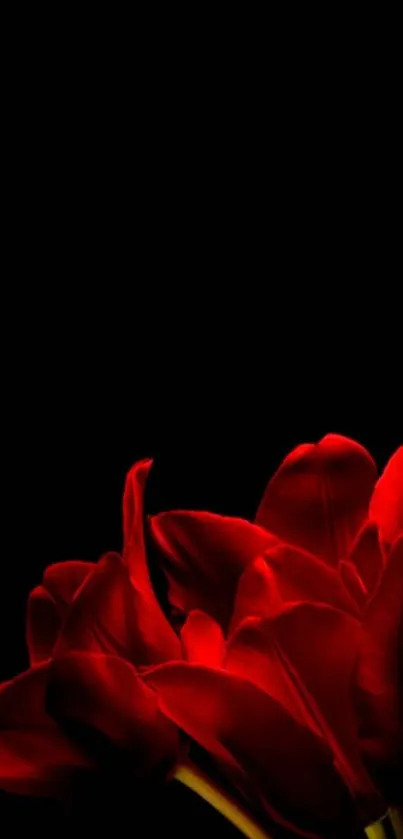 A striking wallpaper with red flowers on a black background, exuding elegance.