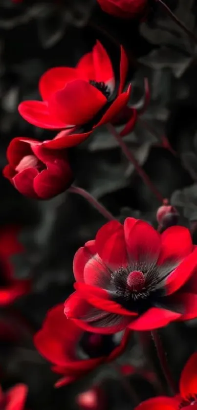 Elegant mobile wallpaper with red flowers on a dark background.