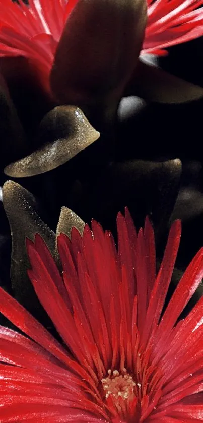 Elegant red flower petals with dark background.