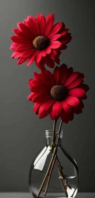 Elegant red flowers in a glass vase on a dark background.