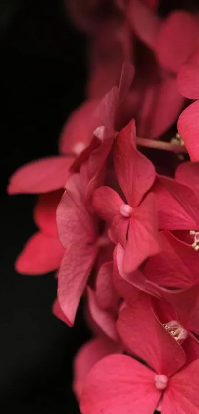 Vibrant red flowers on a black background wallpaper.