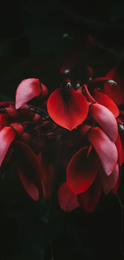 Vibrant red flowers with dark background, perfect for phone wallpaper.