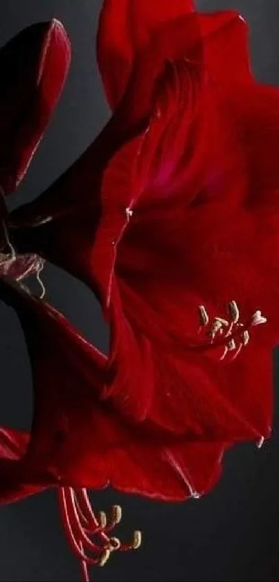 Elegant red flower with dark petals against a dark background.