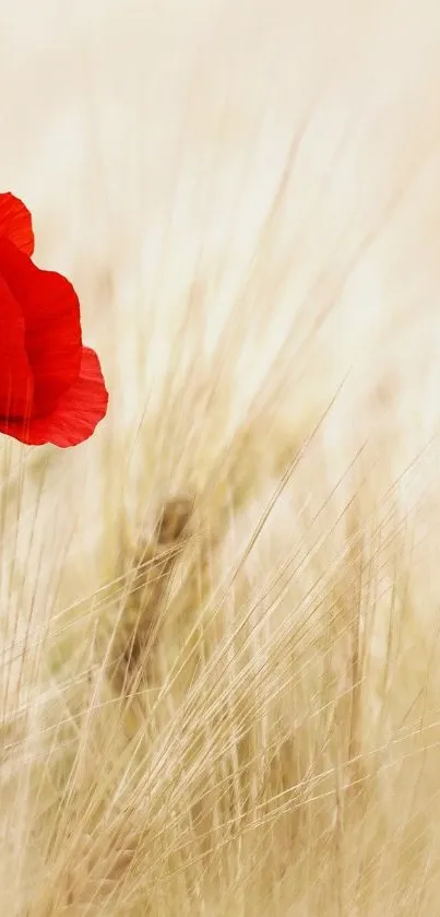 Vivid red poppy on a soft beige field background.