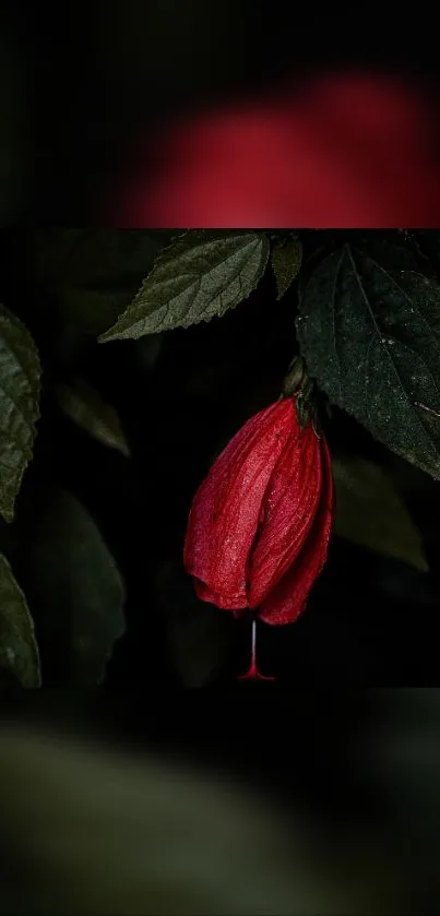 Red flower with green leaves wallpaper.