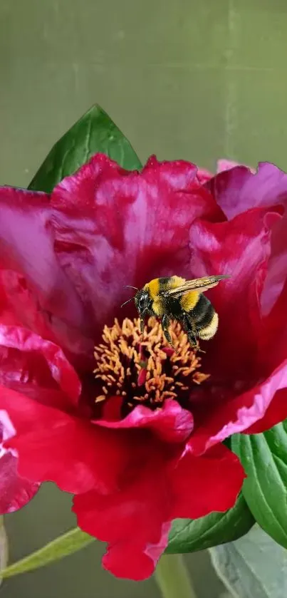 A vibrant red flower with a bumblebee on its petals, set against a green background.