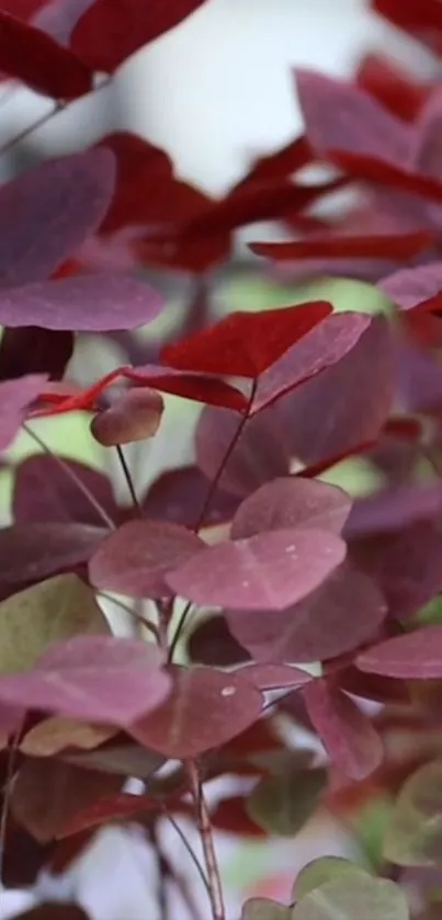 Elegant red leaf wallpaper for mobile.