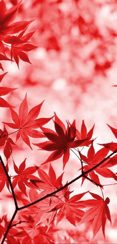 Red leaves create an elegant mobile wallpaper with a natural, serene touch.