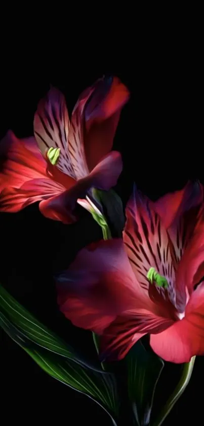 Vibrant red lilies on a dark background, highlighting natural elegance.