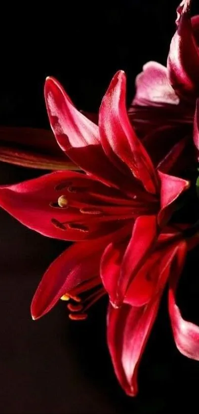 Red lily flowers on black background, elegant mobile wallpaper.