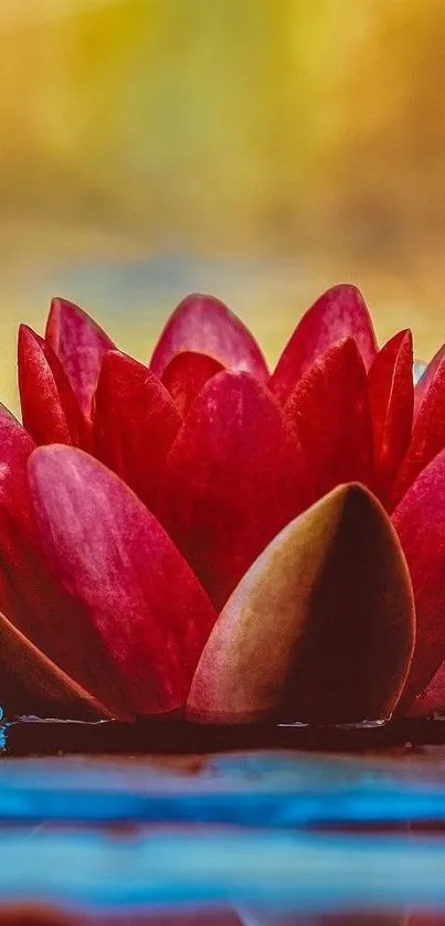 Elegant red lotus floating on serene water with a blurred background.