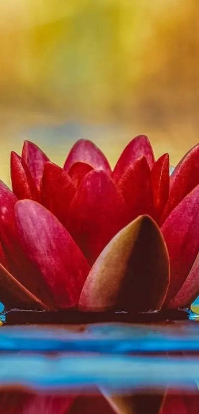 Elegant red lotus flower on water with colorful background.