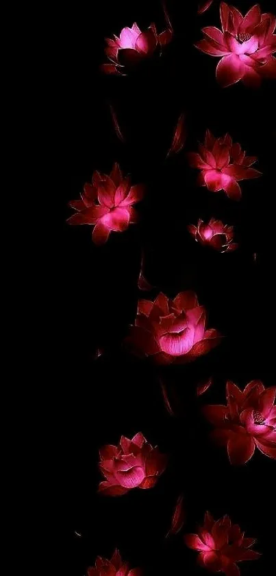 Elegant red lotus flowers on a dark background.