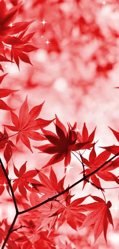 Red maple leaves wallpaper with vibrant autumn colors.