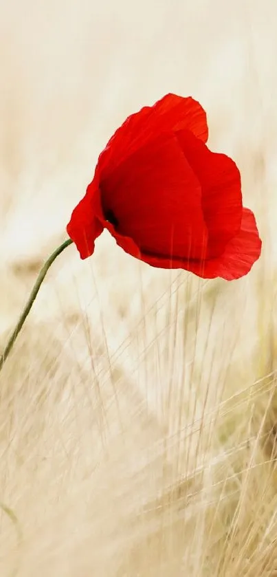 Red poppy flower in a golden field wallpaper.