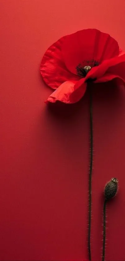 Elegant red poppy flower on a red background.