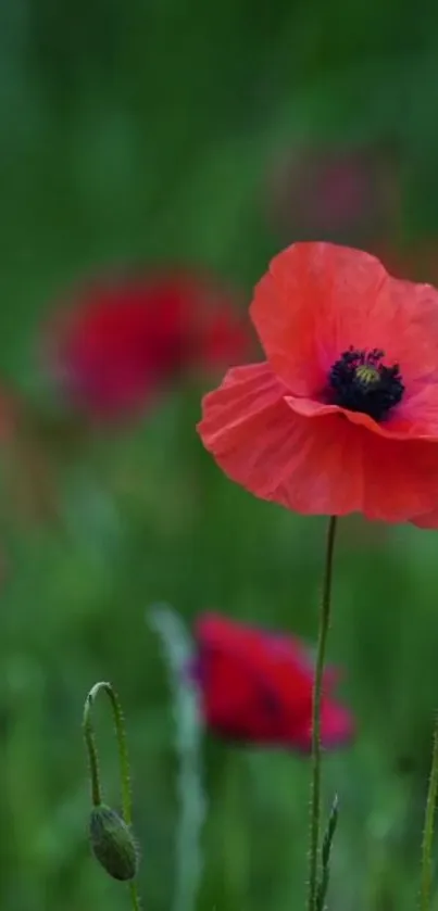 Mobile wallpaper featuring a vibrant red poppy among lush green background.