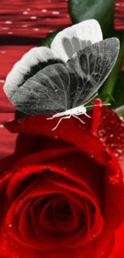 Close-up of a vibrant red rose with a black and white butterfly perched on top.