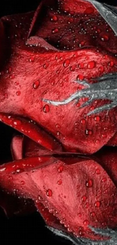 Close-up of a red rose with water droplets on petals.