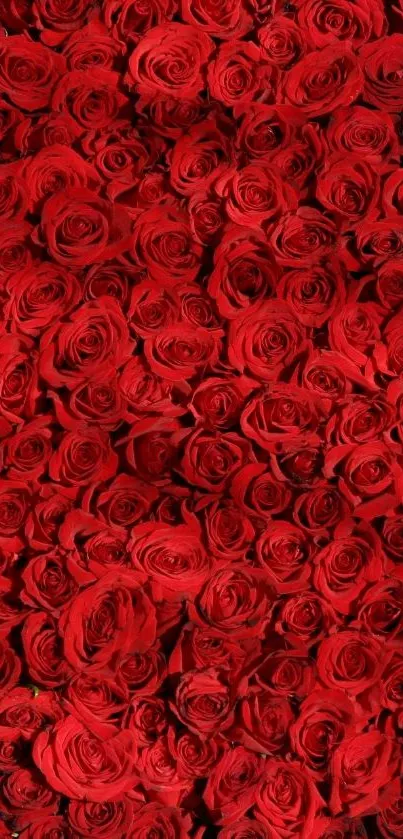 Luxurious red rose pattern wallpaper for mobile background.