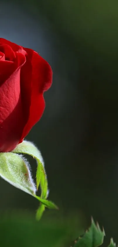 Vibrant red rose on a dark green backdrop.