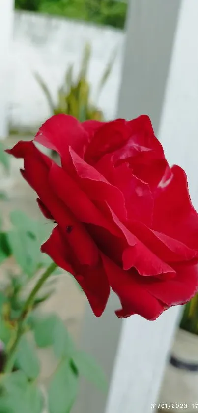 Vibrant red rose in full bloom against a lush green background.