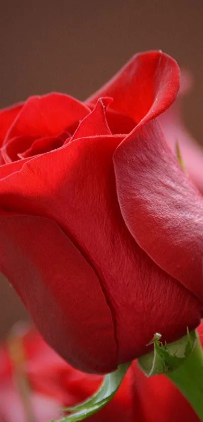 Vibrant red rose bloom close-up with green leaves.