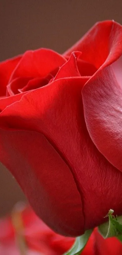 Red rose close-up wallpaper with elegant details.