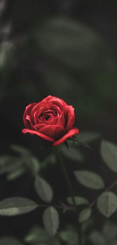 Elegant red rose in dark moody background wallpaper.