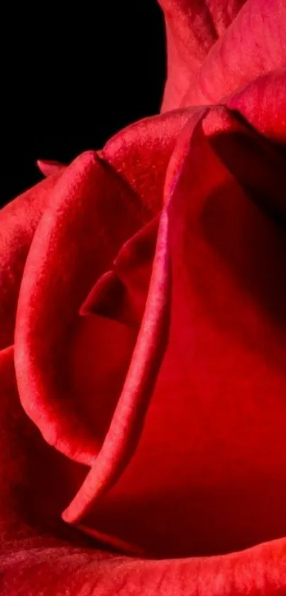 Vibrant red rose bloom against a dark background.