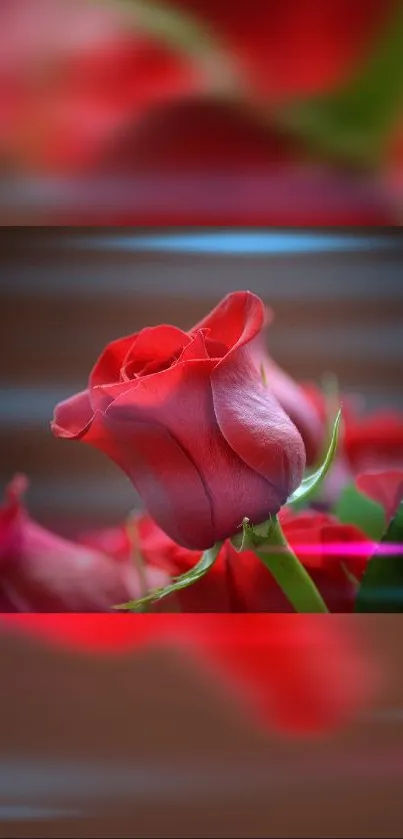 Close-up of a red rose with soft-focus background.