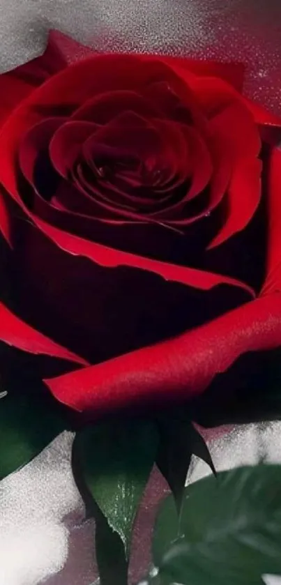 Close-up of a vibrant red rose with white accents in the background.