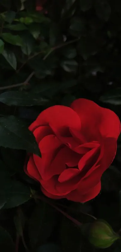 A stunning red rose amidst dark green leaves.