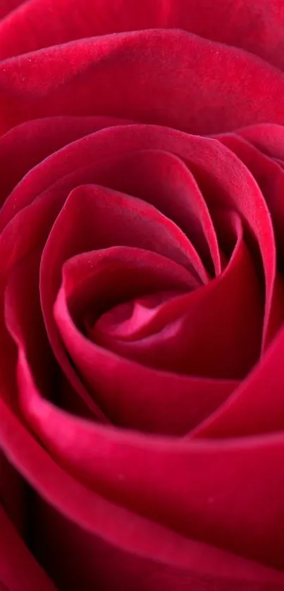 Close-up of a vibrant red rose wallpaper, showcasing elegant natural beauty.